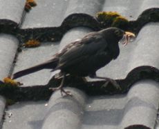 Amsel-5-Tag-3.jpg